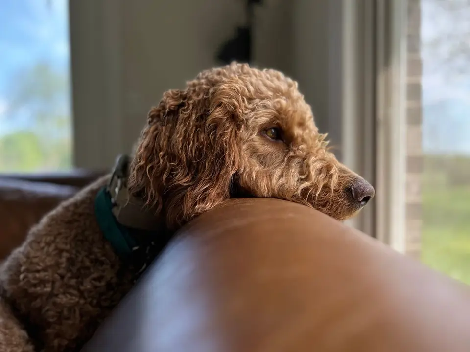 Cámara para vigilar mascotas: cómo elegir la mejor